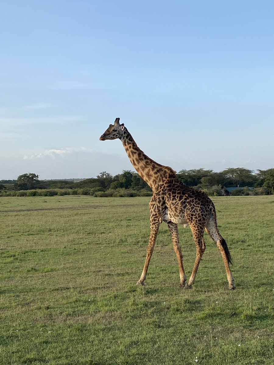 BEAMStudyAbroad's tweet photo. Here is a male giraffe we saw crossing the road in front of our car during one of our game drives! You can tell it’s a male giraffe by the lack of hair on his 2 main ossicones and his 3rd ossicone, which only male giraffes have!  EW https://t.co/NJaH1YmVel