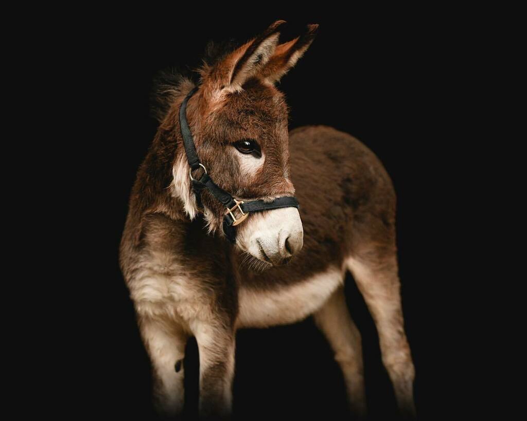 cowboymagic's tweet photo. Can't handle the cuteness!! 😍
Photo by @montana_canter_photography

"Baby donkey cuteness 🥺❤️"

.
.
.
.
.
 #cowboymagic #equine #equinesofig #equinephotos #horsephotos #horselife #ilovehorses #horsesofinstagram #horsestagram #wowpower #horsepower #st… https://t.co/vHRlymuZKJ https://t.co/LuRQQFZW70