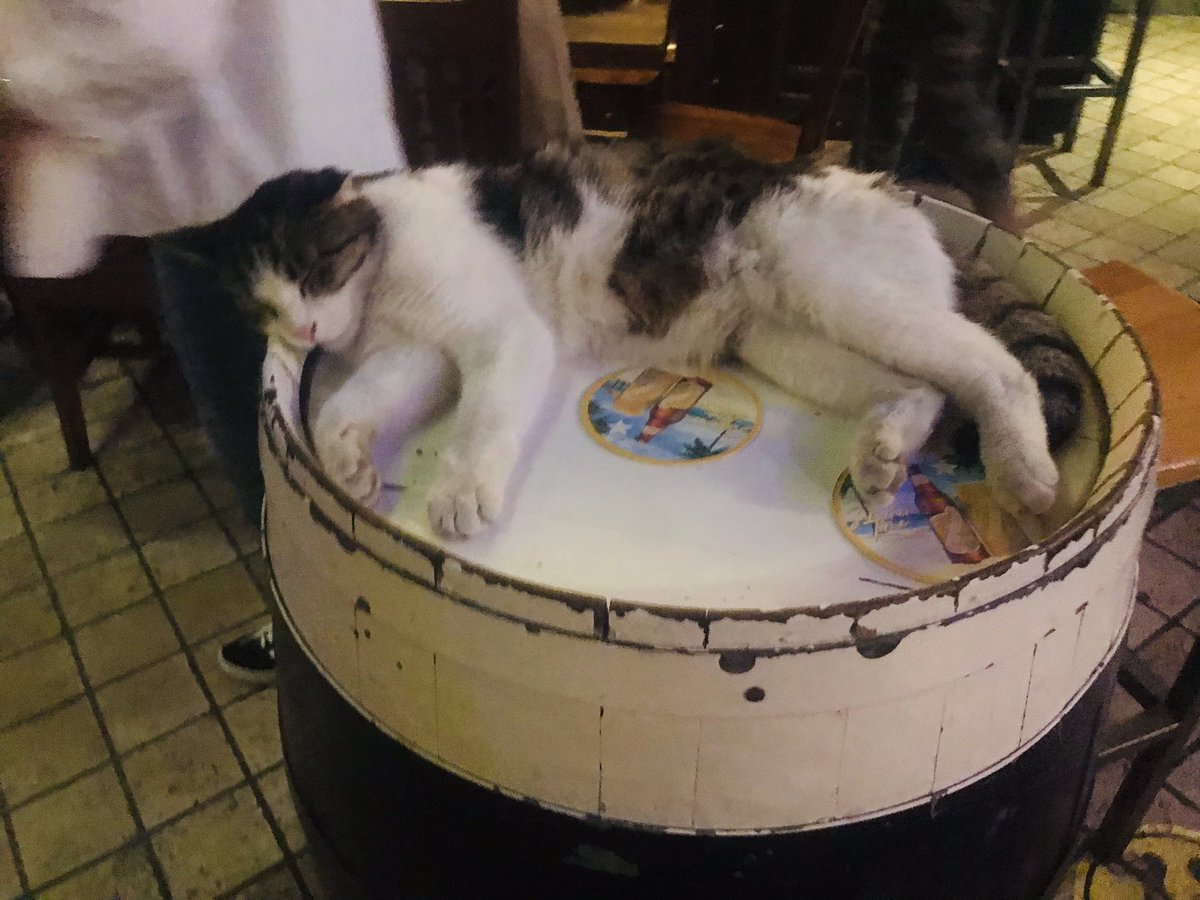 Bira fıçısında uyumak kedilere özeldir