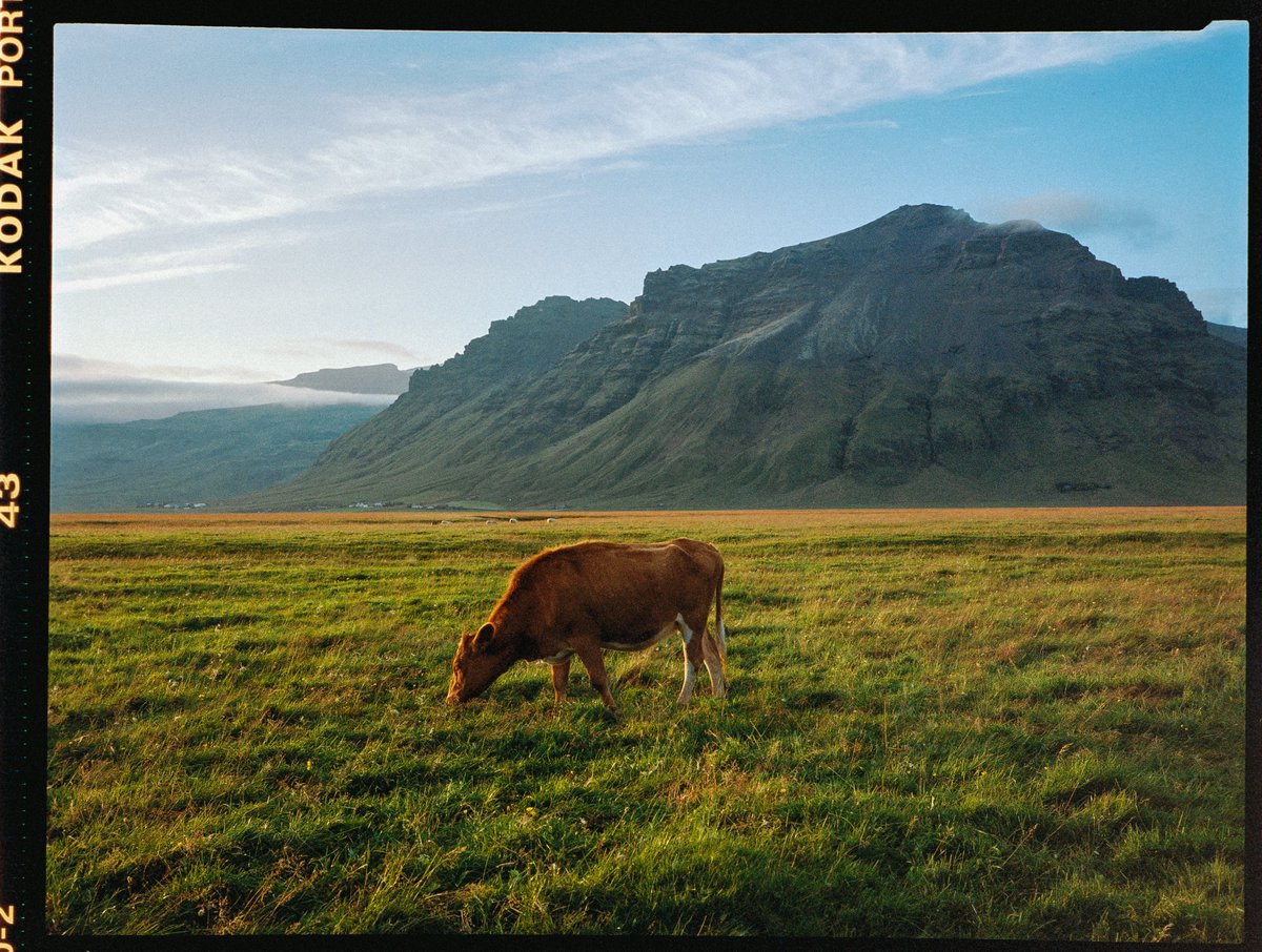 eamonsphotoss's tweet photo. iceland on 120 film https://t.co/7wyRnA5Fyf