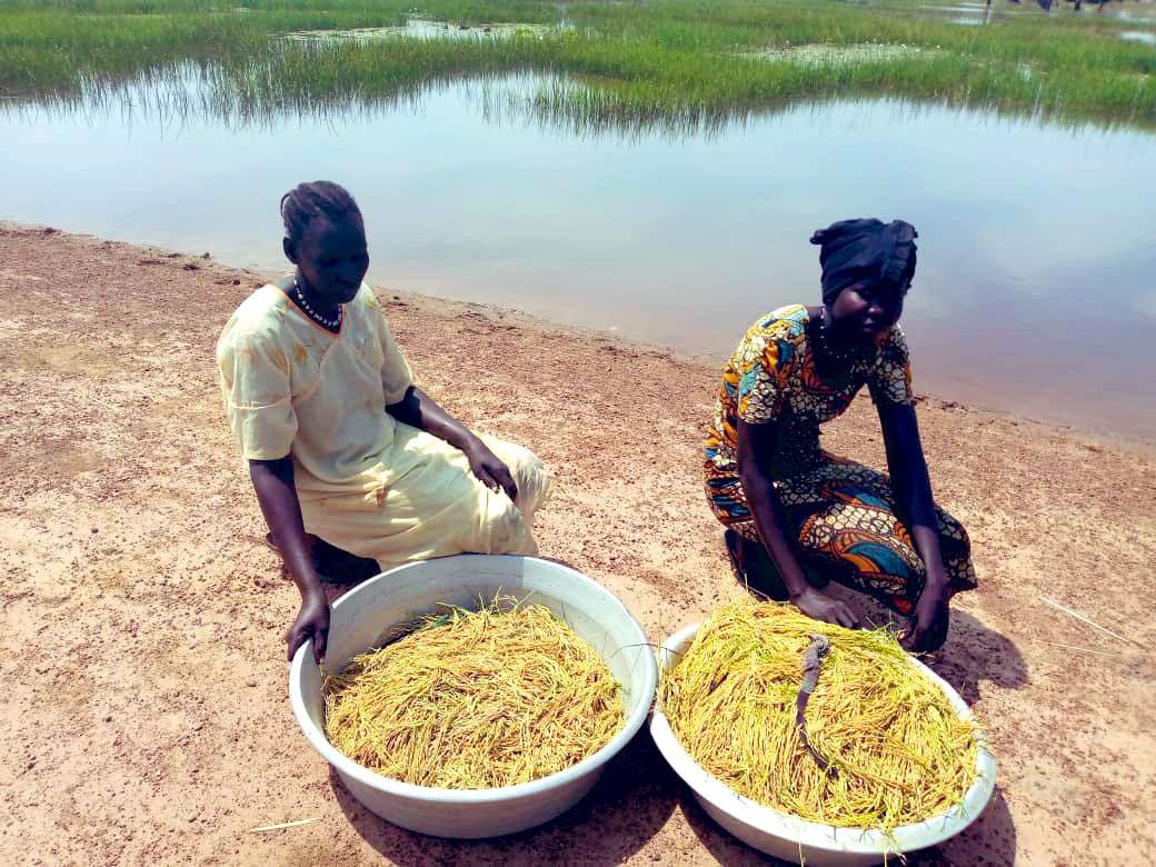 YinkaWFP's tweet photo. #Canada’s support is vital in helping South Sudanese communities adapt to #climatechange, build #resilience, improve food security.

Since 2020, women farmers in Tonj South, Warrap State 🇸🇸, harvest rice 🌾 grown in flood plains with inputs and training from @WFP @HarjitSajjan https://t.co/odzsY48632