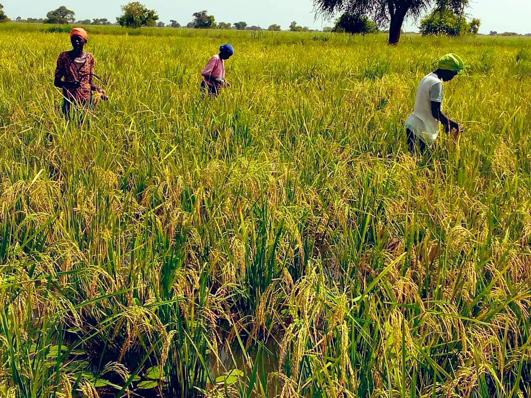 YinkaWFP's tweet photo. #Canada’s support is vital in helping South Sudanese communities adapt to #climatechange, build #resilience, improve food security.

Since 2020, women farmers in Tonj South, Warrap State 🇸🇸, harvest rice 🌾 grown in flood plains with inputs and training from @WFP @HarjitSajjan https://t.co/odzsY48632
