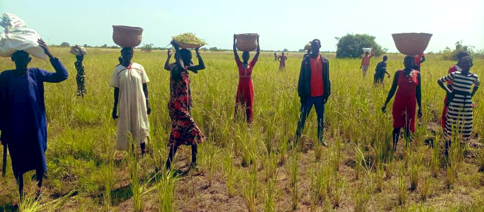 YinkaWFP's tweet photo. #Canada’s support is vital in helping South Sudanese communities adapt to #climatechange, build #resilience, improve food security.

Since 2020, women farmers in Tonj South, Warrap State 🇸🇸, harvest rice 🌾 grown in flood plains with inputs and training from @WFP @HarjitSajjan https://t.co/odzsY48632