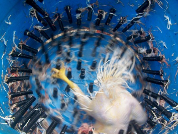 13 Homemade Chicken Pluckers To Remove Feathers Quick and Easy. 
#chickens #poultry #homesteading