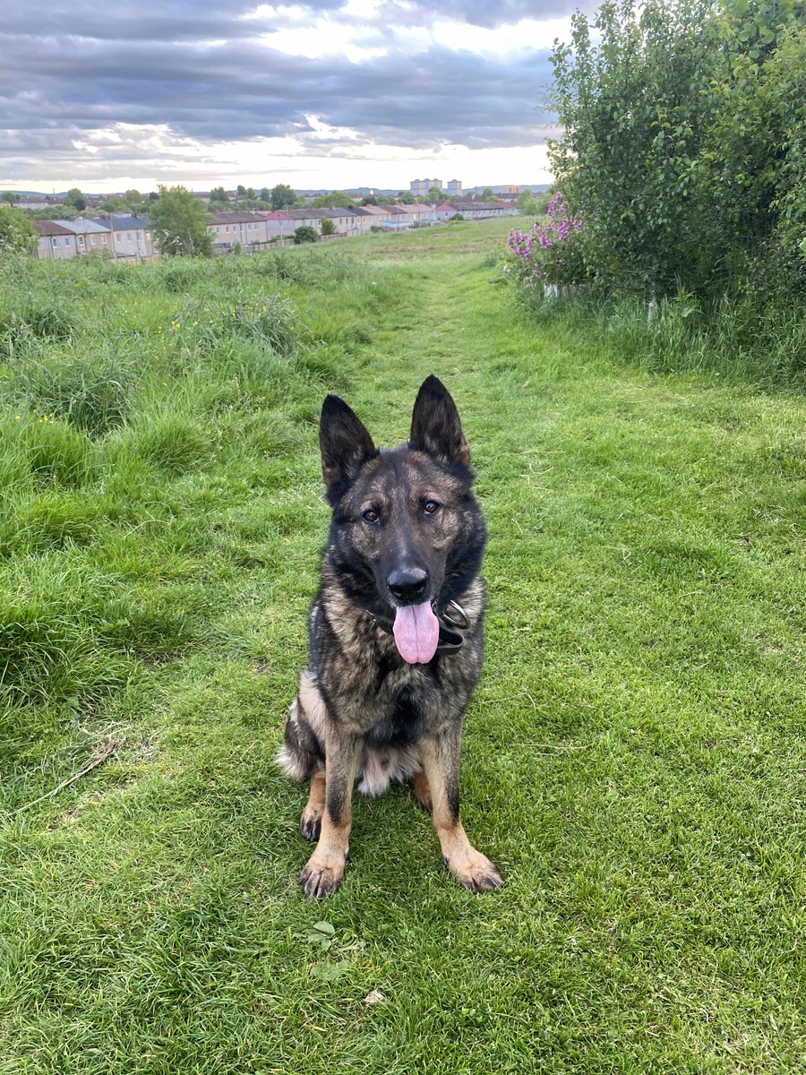 #PDRudi and his nose couldn’t be beaten when he was called in to assist in locating a vulnerable male. He was taken to hospital to get the help he needs. #TopDog #ItsNotAllCrime #ItsOkayToNotBeOkay 🐾🏴󠁧󠁢󠁳󠁣󠁴󠁿