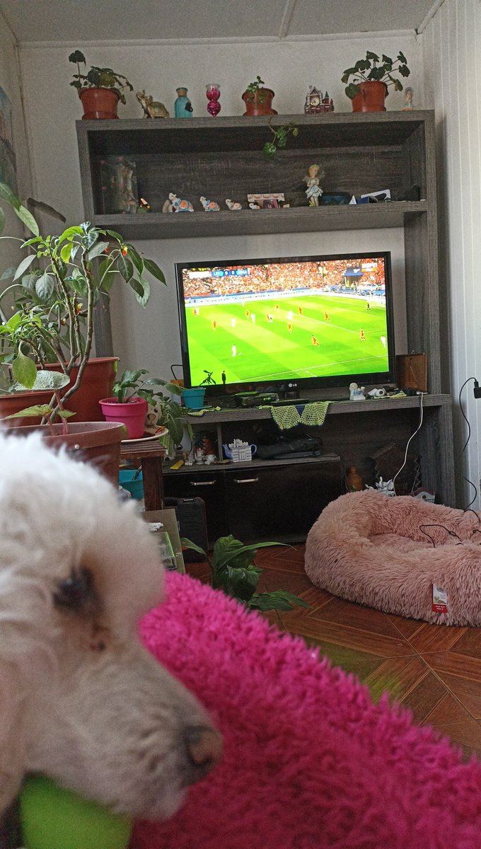 kmilooo017's tweet photo. #ChampionsEnStarPlus viendo la final de champions con mi regalona https://t.co/BwZjkIcwZX