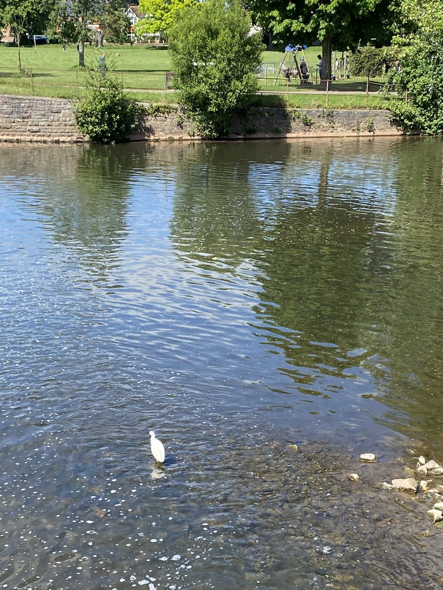 Just near where this bird was there was an old kids bike thrown in the weir. Litter comes from all places including dumped rubbish.  #notimpressed #keepbritaintidy #waste #noflytipping #binit