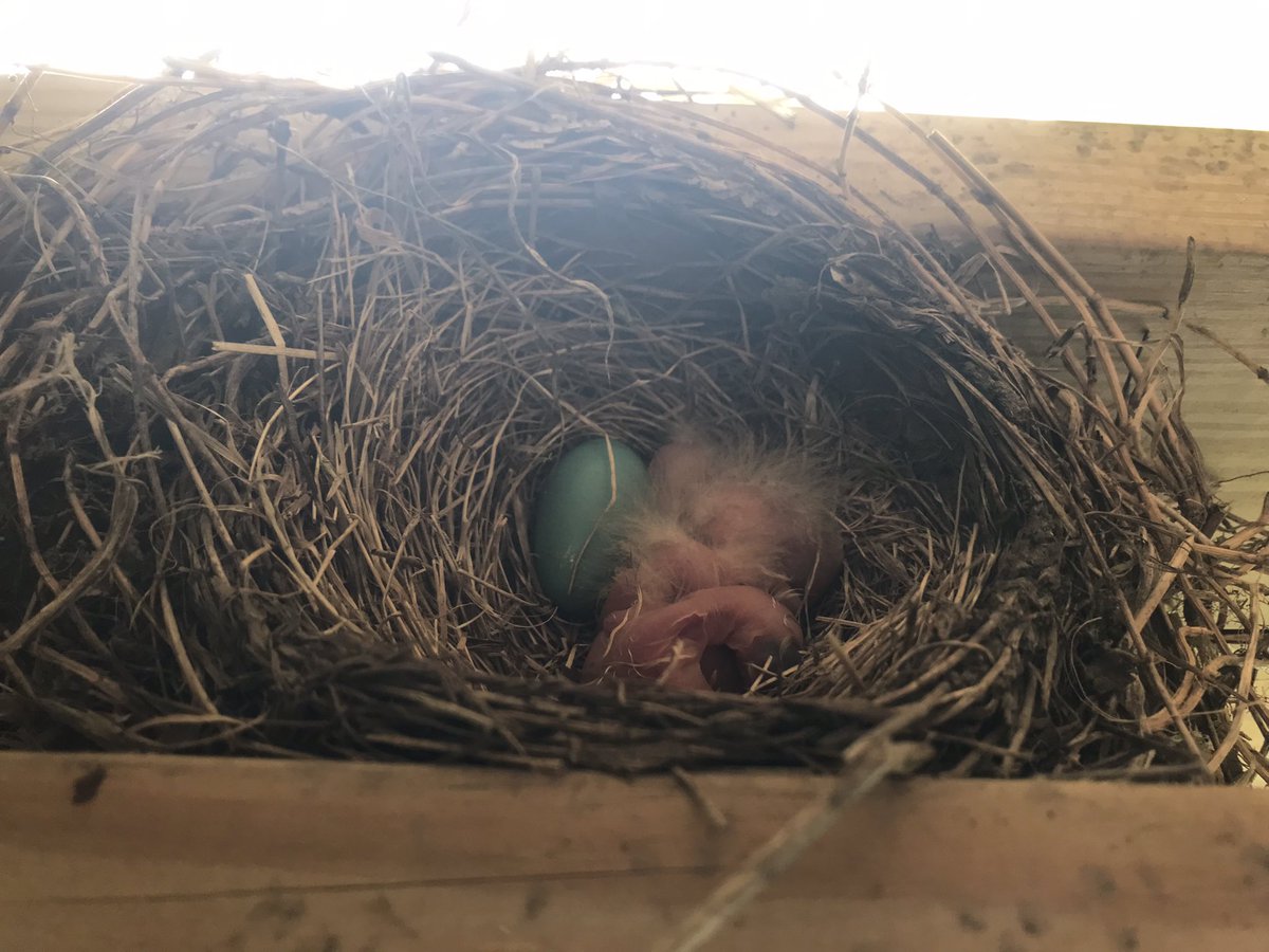 Baby robins!!!