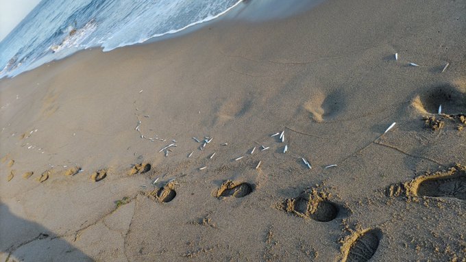 大きいサバが永遠とトップで来る 