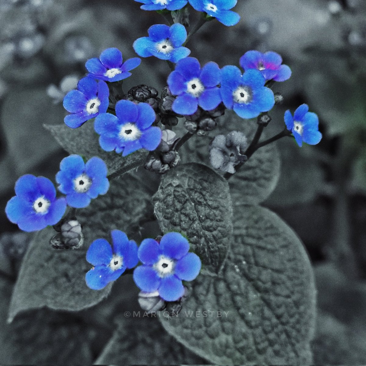 murri88765's tweet photo. Colorsplash! Again! I love this artform. I swear im not addicted 😇

#nature #flower #blueflower #colorsplash #Blackandwhite #photography https://t.co/rqxfXDiNbr