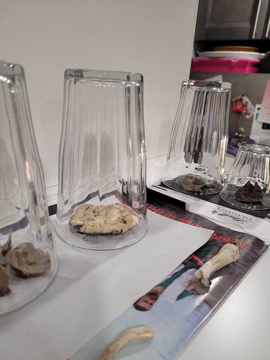 DaxOliverWriter's tweet photo. Taking spore prints of wild mushrooms
#mushroom #mushroomtwitter #spore #sporeprint #nyc #newyork #newyorkcity #winecap #jellyear https://t.co/Wne6wKQNw1