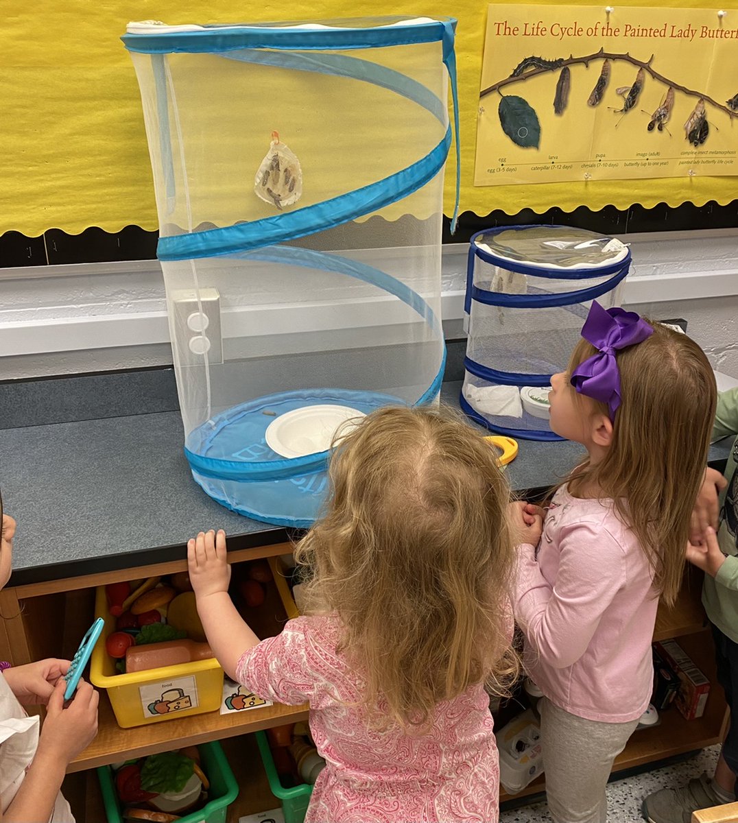 ECE watched our first butterfly emerge from its cocoon today!