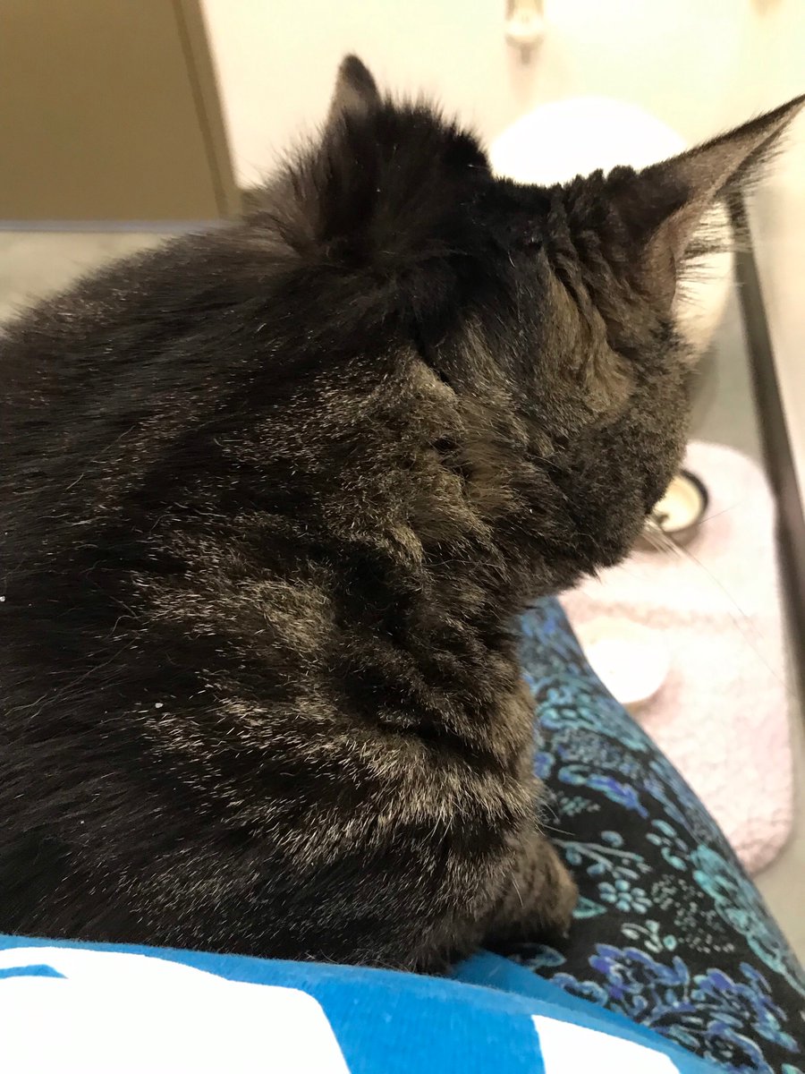 FavoriteLacy's tweet photo. @VictoriaRaechel flash finally found his forever home 😊 he was adopted yesterday (these photos were taken when I was volunteering a day before he got adopted) https://t.co/HE3SJyQVSF
