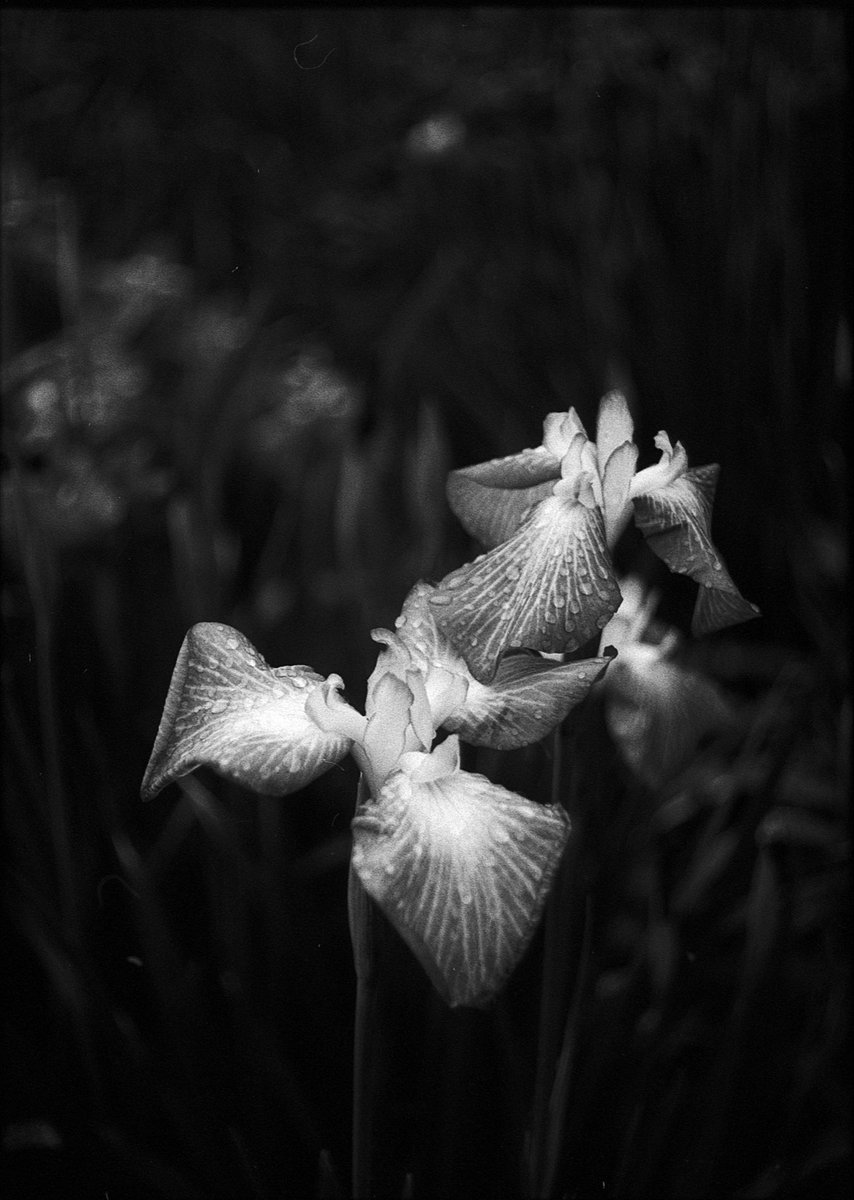 FilmBearPhoto's tweet photo. ハーフサイズxILFORDx雨x菖蒲
#カメラ好きな人と繋がりたい⠀
#写真好きな人と繋がりたい⠀
#Filmphoto⠀
#FilmPhotography⠀
#olympuspenf⠀
#olympus_pen_f⠀
#halfsizedcamera⠀
#オリンパスペンF⠀
#オリンパスPENF⠀
#ハーフサイズカメラ⠀
#35mm⠀
#35mmFilm⠀
#35mmPhotoraphy⠀
#snapphoto https://t.co/RO639r4aUq