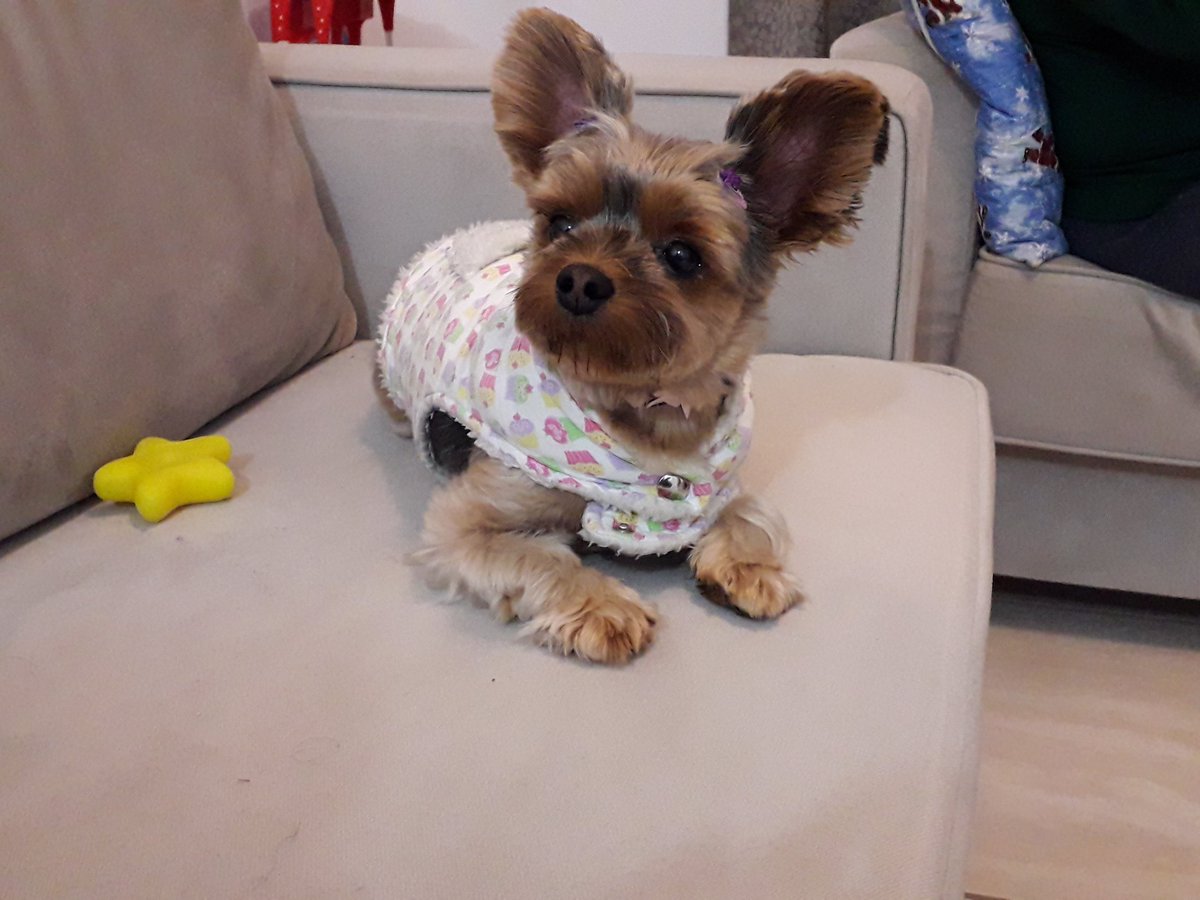 dobbycn tweet picture