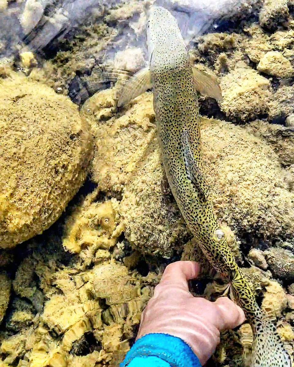 Slowwaterdrift's tweet photo. Weekend Vibes ❤
#mountainsnot #saveourslopes #savethemountains #protectourwater #protectourheadwaters #cutbow #weekendvibes #loveyourheadwaters #flyfishing #catchandrelease #flyfishinglife #flyfishingphotography https://t.co/aJEmTxzCZq