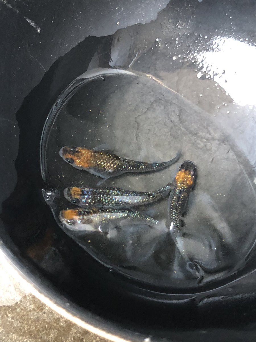 medakaya_gorey's tweet photo. 宮桜2ペアでの採卵🐟
もう十分😁
さすがにもう容器増やせず💧
針子んとこ入れて放置かな💦 https://t.co/V83IwhULqy