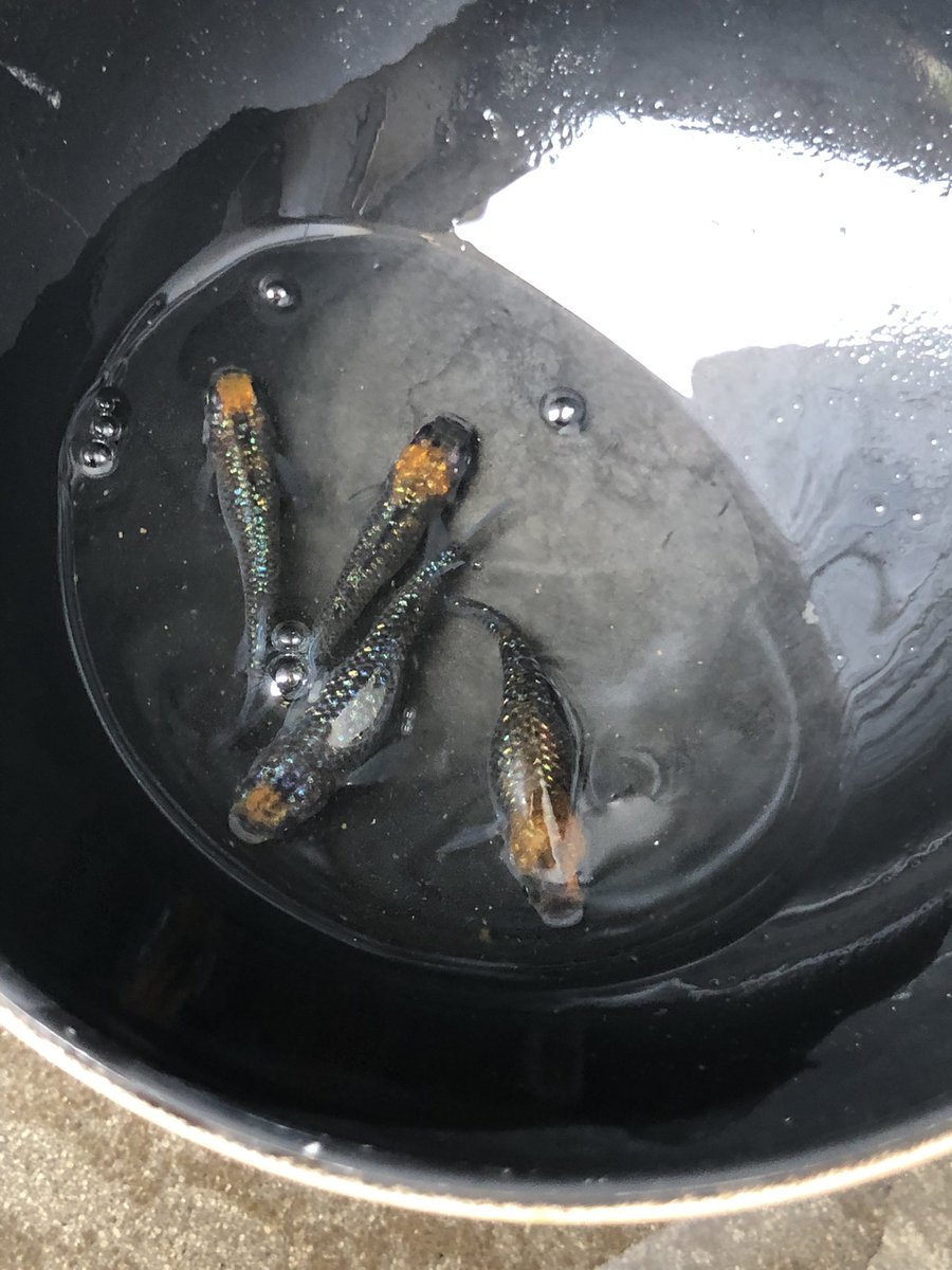 medakaya_gorey's tweet photo. 宮桜2ペアでの採卵🐟
もう十分😁
さすがにもう容器増やせず💧
針子んとこ入れて放置かな💦 https://t.co/V83IwhULqy