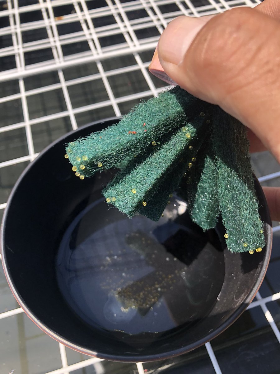 medakaya_gorey's tweet photo. 宮桜2ペアでの採卵🐟
もう十分😁
さすがにもう容器増やせず💧
針子んとこ入れて放置かな💦 https://t.co/V83IwhULqy