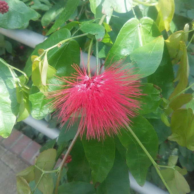 大温室のtwitterイラスト検索結果 大温室のtwitterイラスト検索結果