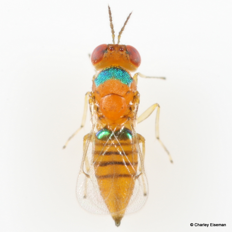 CSEiseman's tweet photo. This dazzling 2 mm wasp emerged from a gall of Ctenodactylomyia watsoni (Cecidomyiidae) on a leaf of seagrape (Coccoloba uvifera) collected in Florida. Anyone recognize it? https://t.co/qm8g8y4CMq