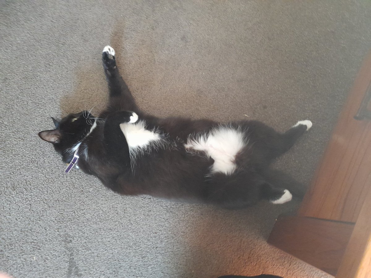 randrporter's tweet photo. @BasilTux Here's my Tippy.  She loves to get her belly out ❤
I hope you feel better soon. https://t.co/av03cSGtI2