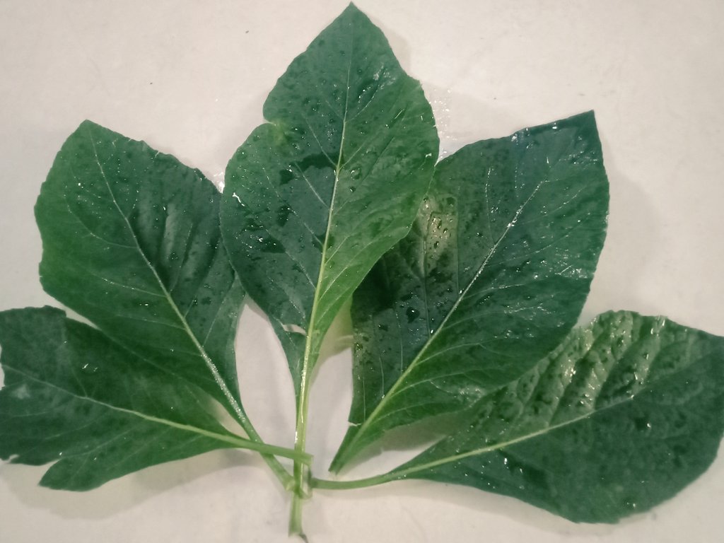 faroukamsyari's tweet photo. DAUN AFRIKA

Perkenalkan, si cantik hijau ini nama Latinnya adalah Vernonia Amygdalina. Saya petik dari teras.

Ternyata ga cuma cantik namanya tapi ia punya segudang khasiat. Dengan mengkonsumsinya, kadar gula darah dan kolesterol dalam tubuh menjadi stabil.
#HerbalNusantara https://t.co/QhIj5tTJtN