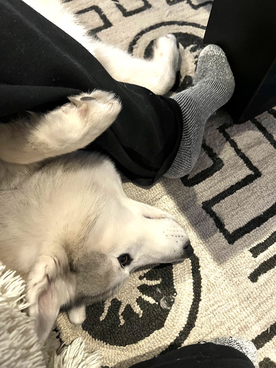 kathygori's tweet photo. Tyrion has caught Alan #siberianhusky #sibes @SnowdogLovers https://t.co/CZMLdJfEOJ
