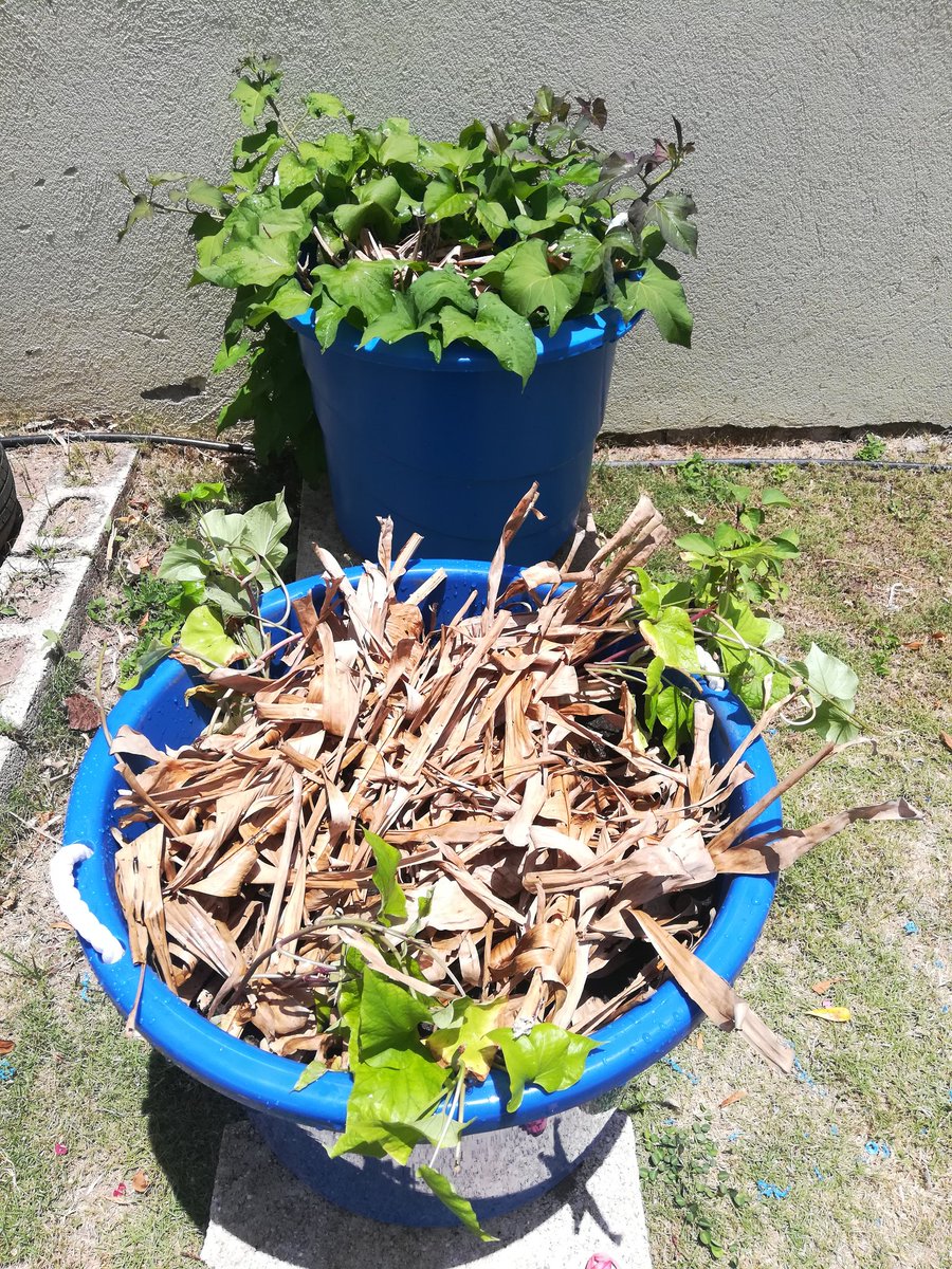 Got my 2nd batch of bucket sweet potatoes in today. Looking forward to see what results I get from this process. #backyardgarden #bucketfarming #bucketlife #farminginja #backyardfarming