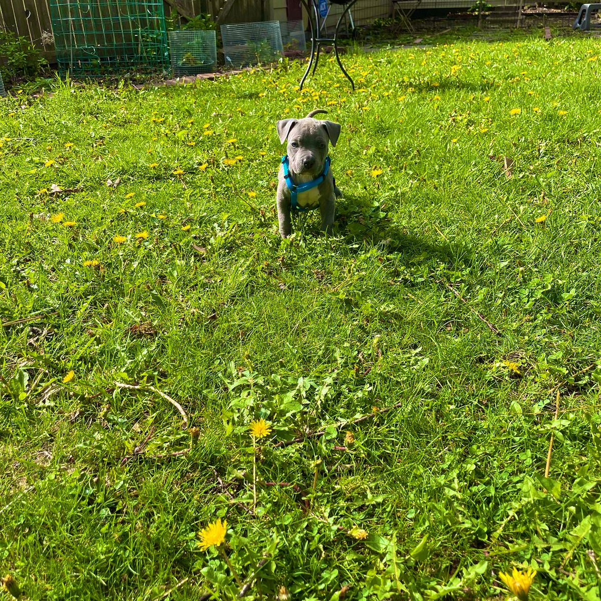 browngalalchemy's tweet image. oh nothing, just became a #puppymom today ❤️🐶