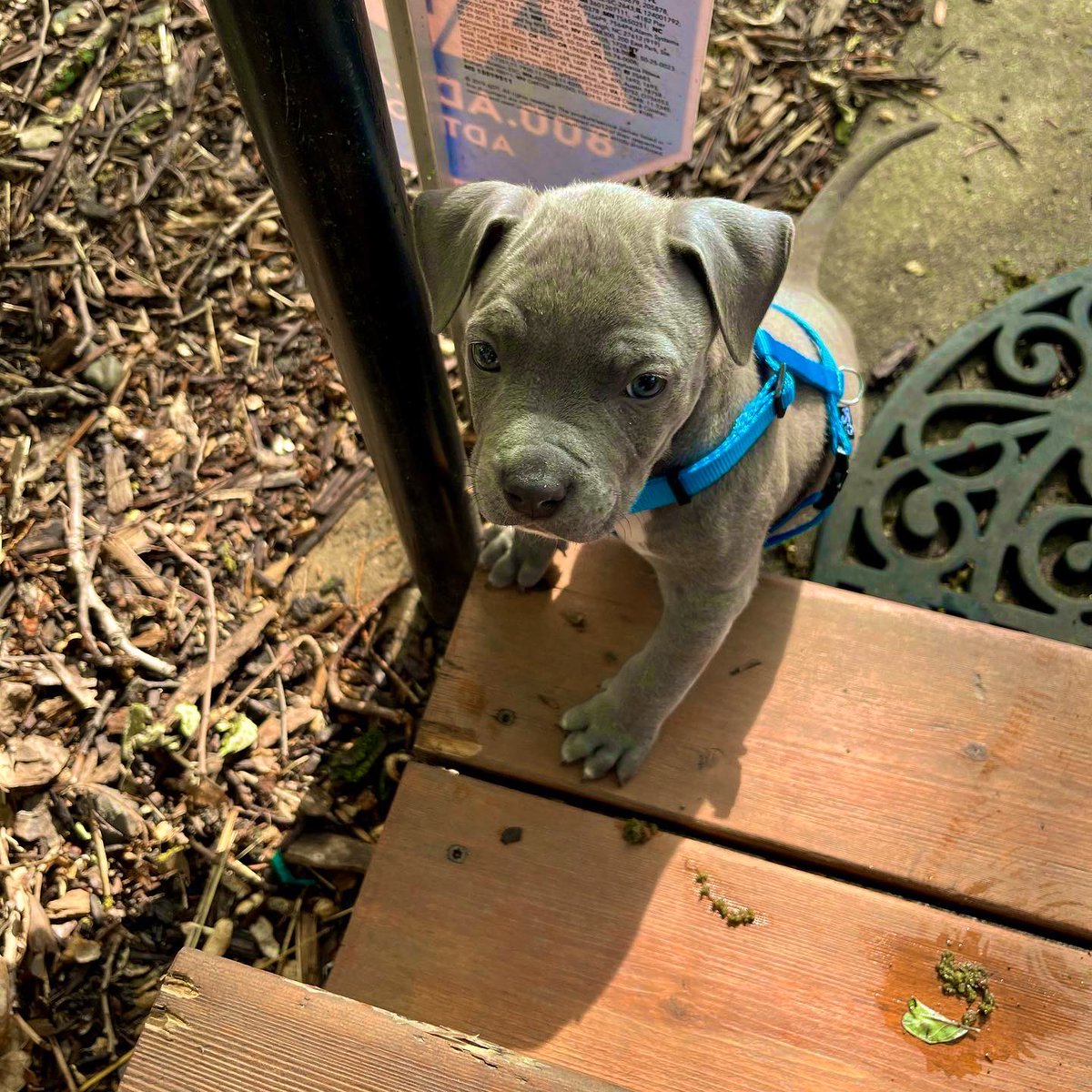 browngalalchemy's tweet image. oh nothing, just became a #puppymom today ❤️🐶