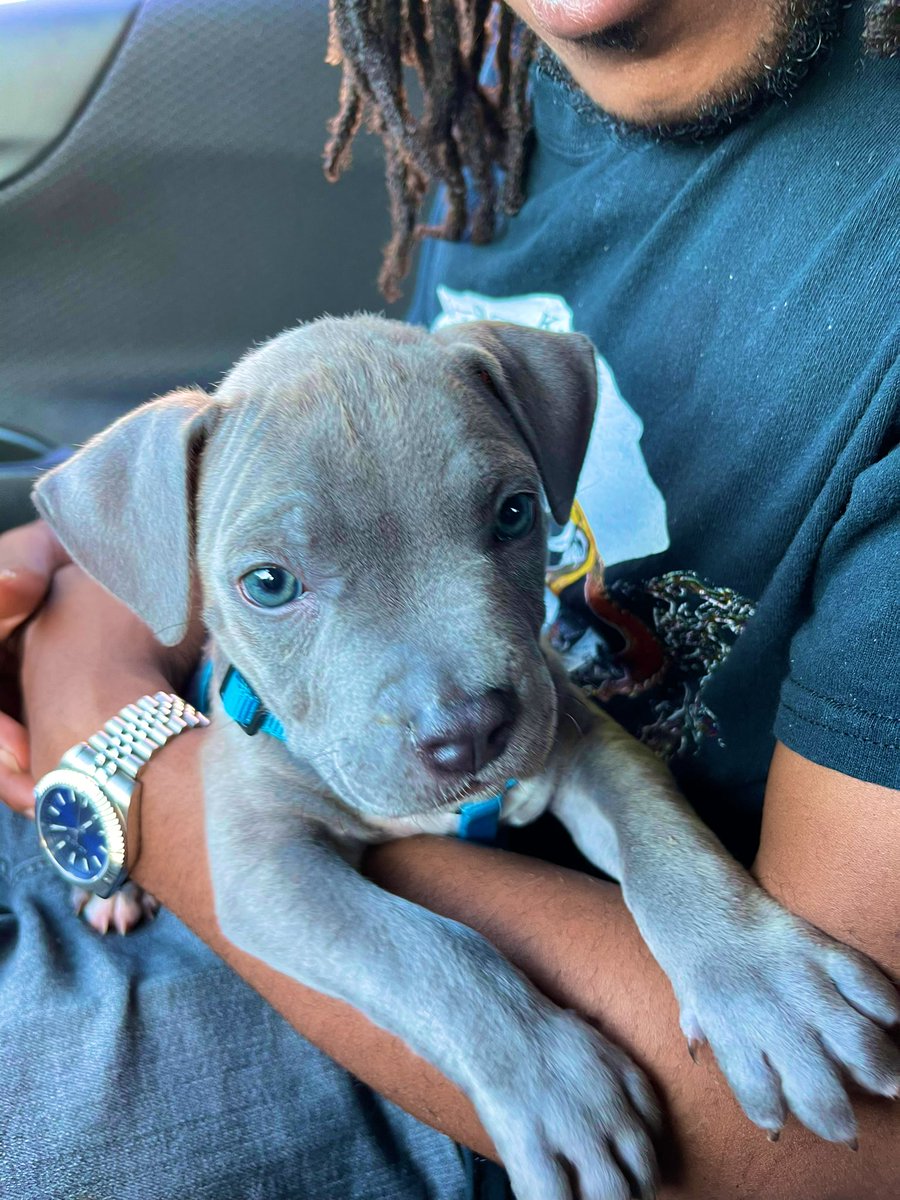 browngalalchemy's tweet image. oh nothing, just became a #puppymom today ❤️🐶