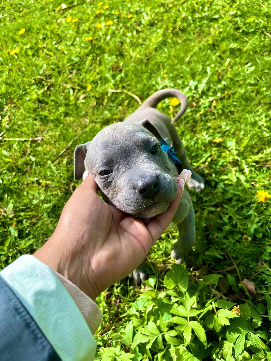 browngalalchemy's tweet image. oh nothing, just became a #puppymom today ❤️🐶