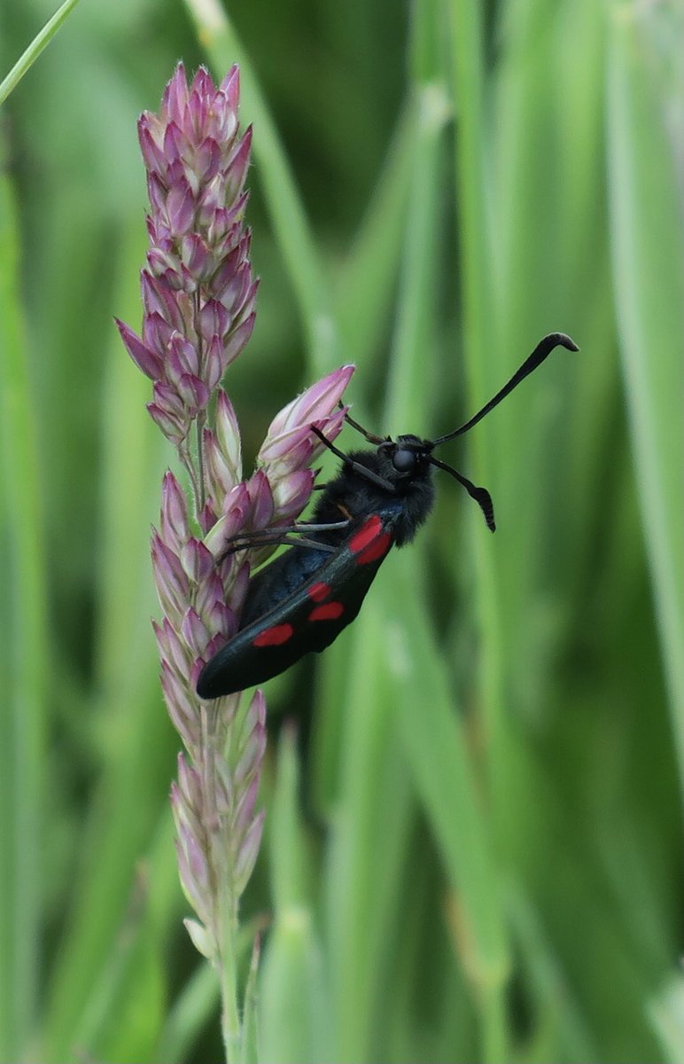 lyn lambert💙💛🇺🇦 tweet media