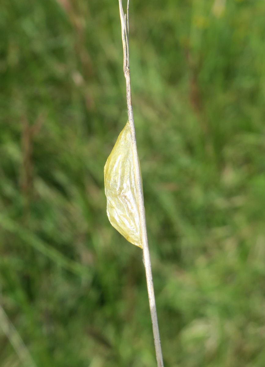 lyn lambert💙💛🇺🇦 tweet media
