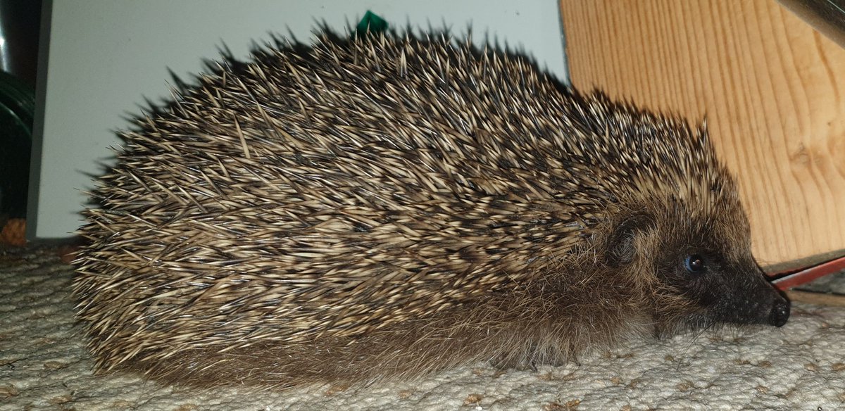 aparr666's tweet photo. OK, so wtf do I do with this fella who doesn't want to leave our old lean - to conservatory. Looks like he's been there a night or two🤣🤣 By the way he's shit all over the carpet!  #hedgehog #hedgehogs https://t.co/m4dgRqv55h