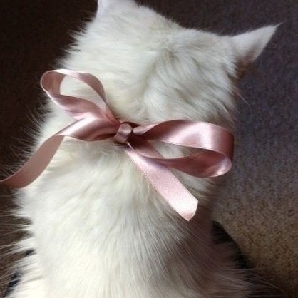 ᐢ..ᐢ tweet media