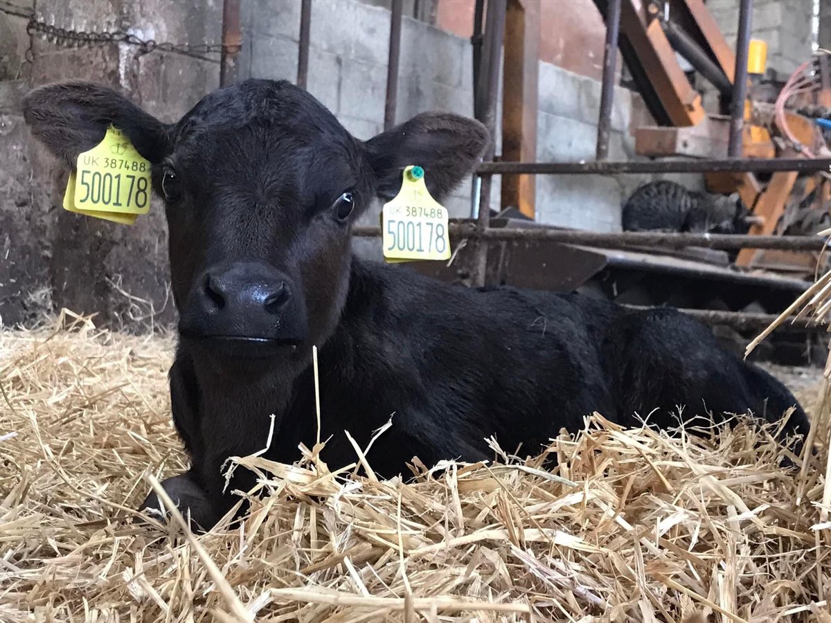 FarmerJamesHT's tweet photo. Loads of fun on the farm this week ❤️#farmholidays #familyfriendly #dogfriendly Limited #Juneavailability in Owl Barn #bookdirect https://t.co/TkYrE9A2ml