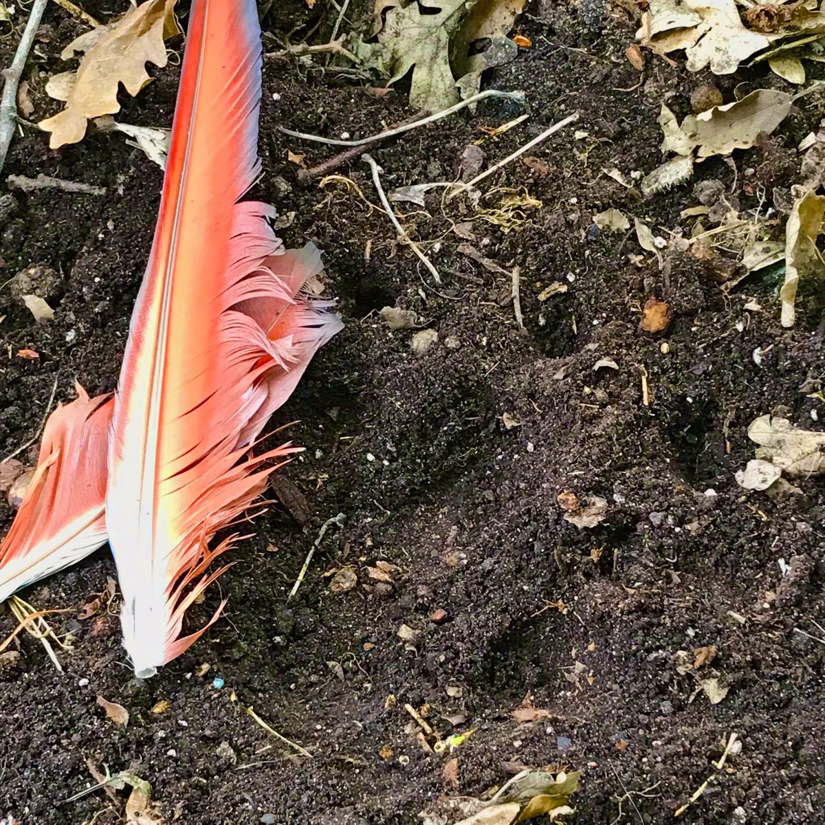 T_Schenk_'s tweet photo. Was hiking in the #WhiteshellProvincialPark when I came across this strange track and feathers, I checked the @Dinotracker website too see if it would match anything. I think it might have been a #Pyroraptor 

#JurassicWorldDominion https://t.co/U16UOriecA
