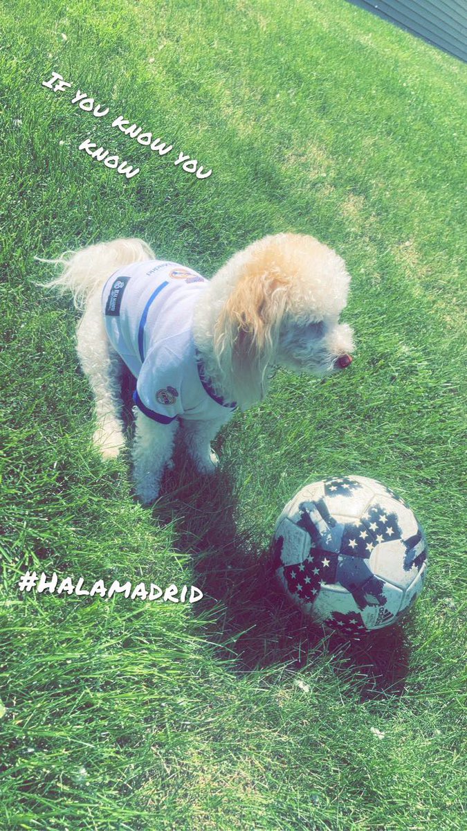 therealClark23's tweet photo. ⚽️💙💛Madrid, I love you not because of who you are, but because of who I am when I am with you."

*Mellow remains undefeated in his Madrid Jersey 🐶
#HalaMadrid https://t.co/Kwj2rYcHez