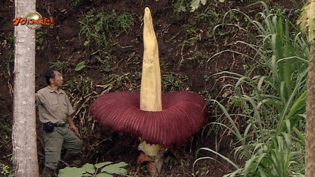 ダーウィンが来た おはようございます 今日は こんにゃくの日 こん ５ にゃ ２ く ９ ですね 世界最大の花 を咲かせるスマトラオオコンニャク この芋でこんにゃくを作ると 一体何人分になるんでしょう ダーウィンが来た T