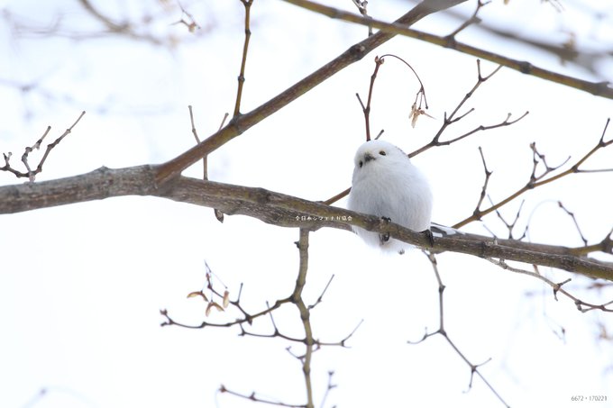 ぼく シマエナガ さん の最近のツイート 5 Whotwi グラフィカルtwitter分析