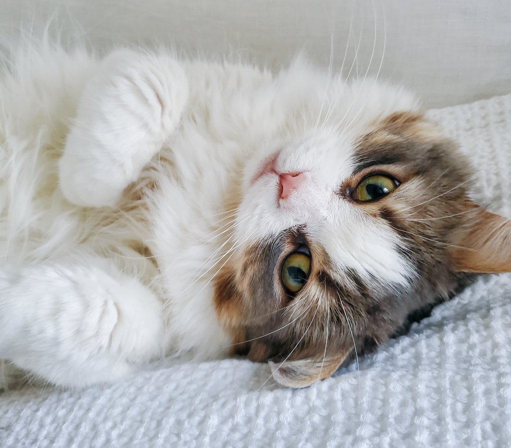 MteaFloof's tweet photo. I just turned on Tips. Love and appreciate you!  Please #sendTips 😻 #imafloof https://t.co/MhILw1lsce