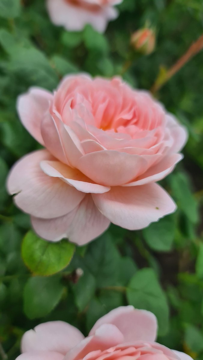 npnarratives's tweet photo. Be your friend first and your critic second. When you align yourself in this way, you will blossom in ways you didn't even believe were possible. #bloombaby https://t.co/tiMcHteeXP https://t.co/B7hrhYdSyx