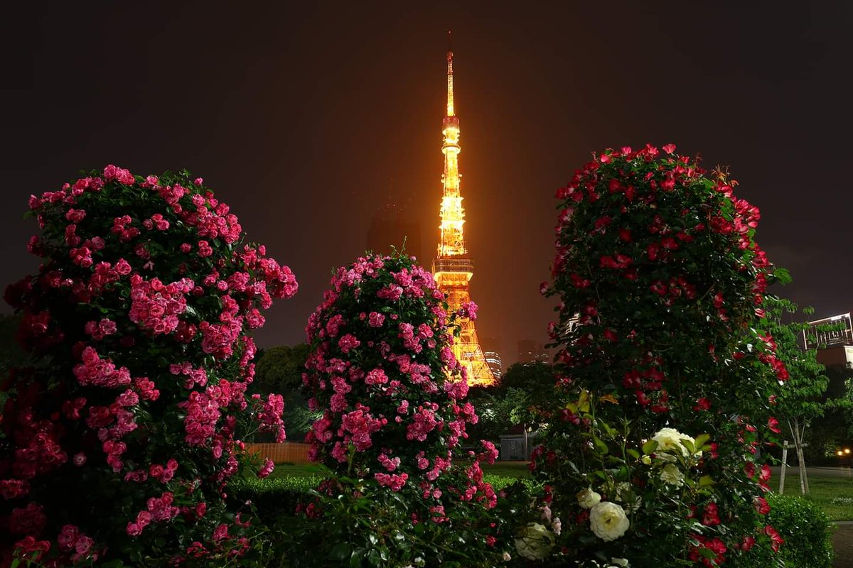 TGIMJcGPFppZZxP's tweet photo. 芝公園の夜　（7）
#東京タワー　#薔薇　#ファインダー越しの私の世界
#tokyotower #roae #wander #view #photography https://t.co/XZDUpygjxt