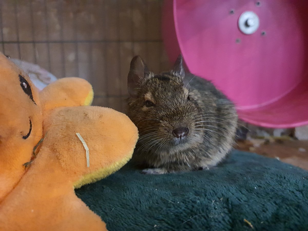 itsthebabies's tweet photo. if I wos nominarted for an aword it wud be cutest guy's in the hole wide wurl'd aword . and I wud win with fly'ing colour's in furst plays. becos I am the cute'st guy in the world. https://t.co/StR5HGYja7