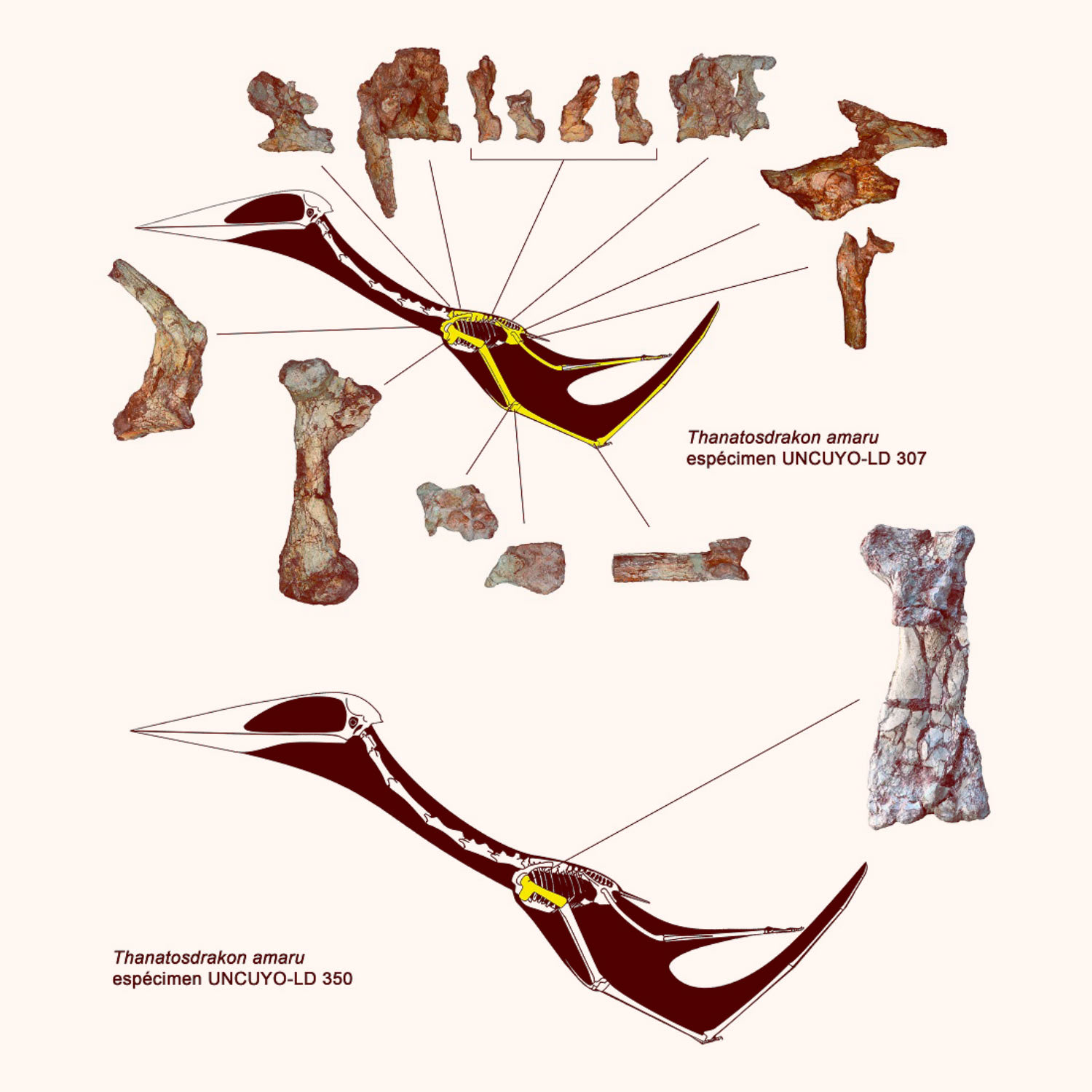 Pterosaurs - ScienceDirect