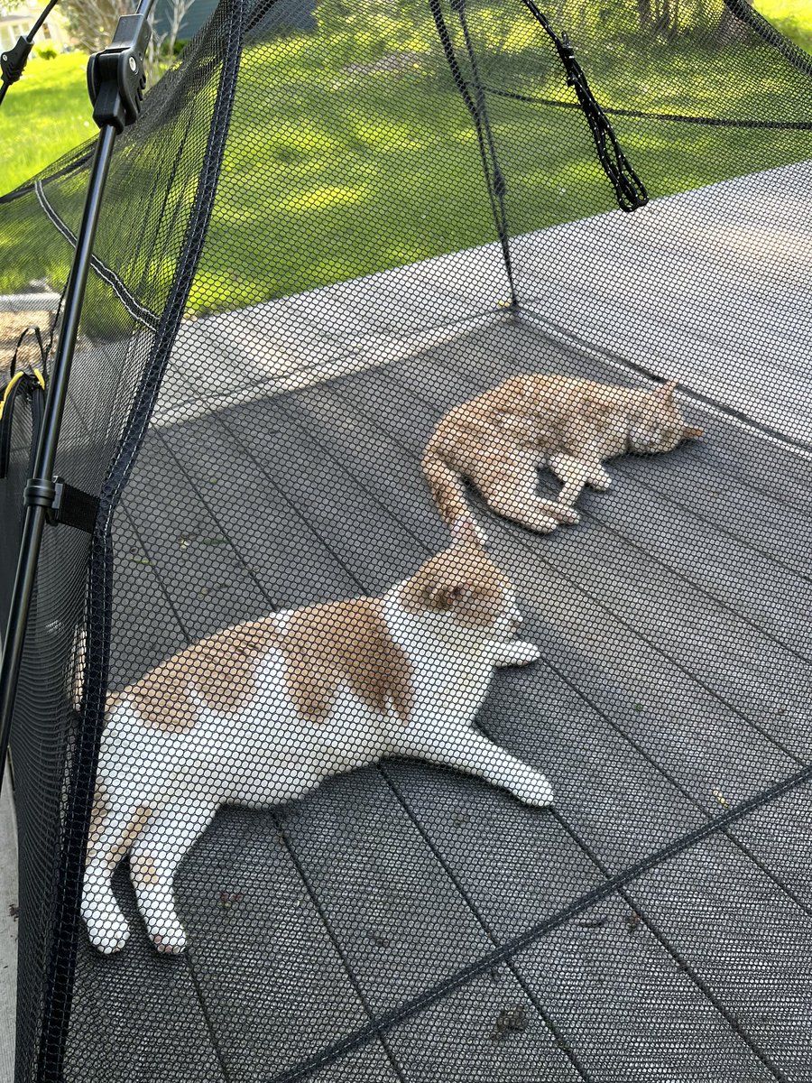 MollyJoe1980's tweet photo. It’s cat tent time! Happy Caturday! #Caturday #CatsOfTwitter #cattent #catsruledogsdrool https://t.co/PsvcfAoBzg