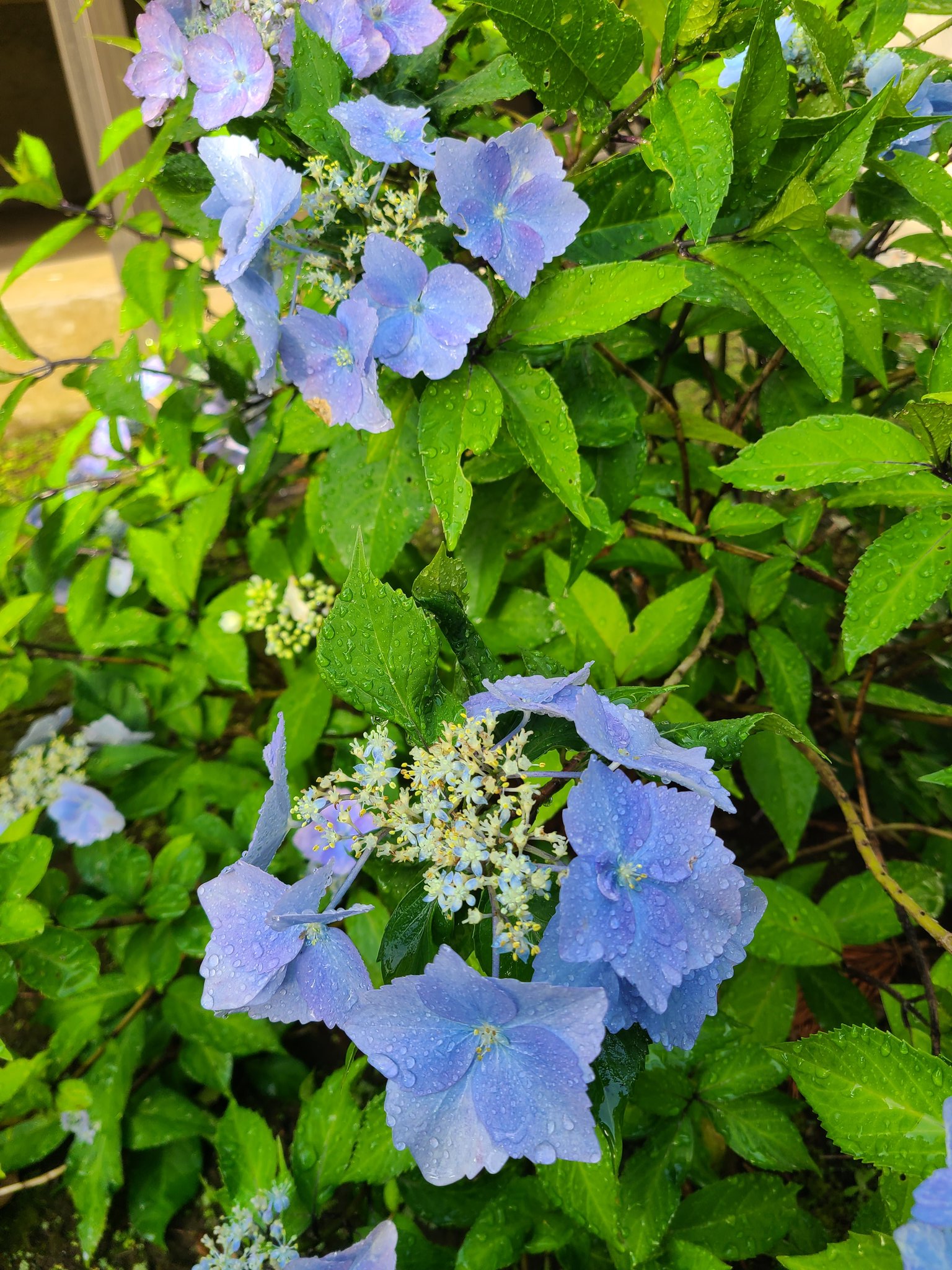 野木の満願寺 紫陽花と紫瀾が境内に咲きました この時期の花は紫が多いです 紫陽花の色は土壌によります 酸性が青 中性が紫 アルカリ性が赤に変化するそうです お坊さんの世界では 紫の衣は偉いお坊さんが着ています 偉いお坊さんは中性だったんですね