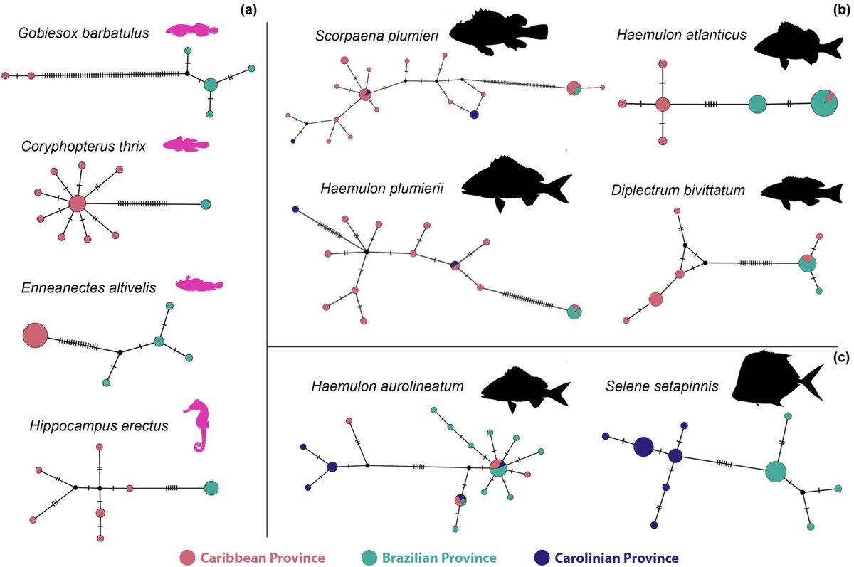 The Amazon-Orinoco Barrier as a driver of reef-fish speciation in the Western Atlantic through time

doi.org/10.1111/jbi.14…